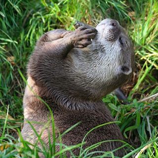 Otters have a favorite rock that they store in a
          pouch under their arm and carry wherever they go.